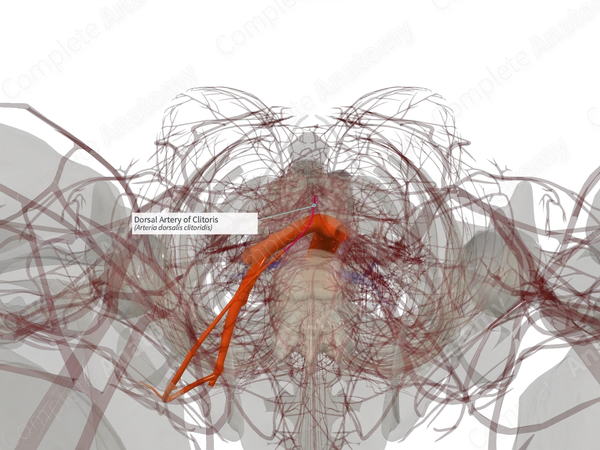 Dorsal Artery of Clitoris (Right)