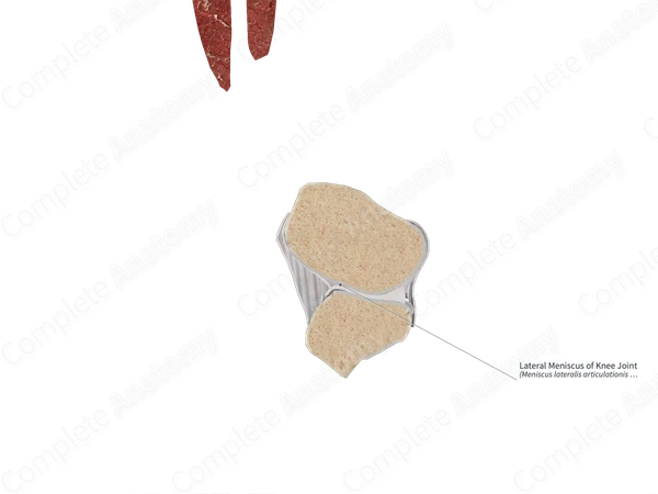 Lateral Meniscus of Knee Joint 