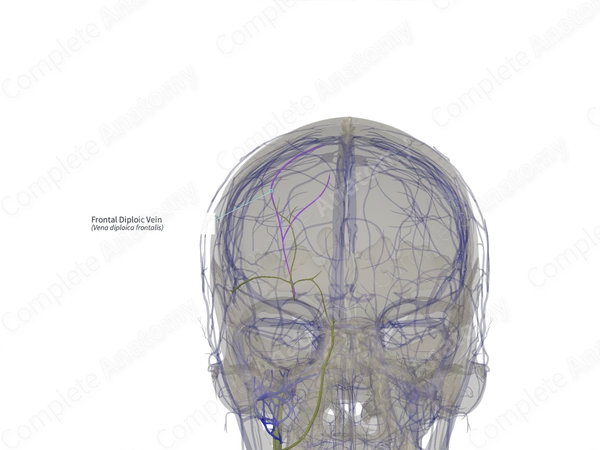 Frontal Diploic Vein (Right)