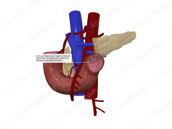 Circular Muscular Layer of Small intestine (Duodenum; Anterior)