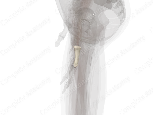 Proximal Phalanx of Ring Finger (Left)