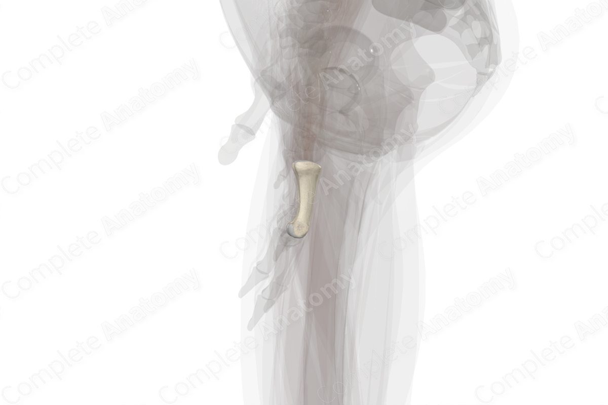 Proximal Phalanx of Ring Finger (Left)