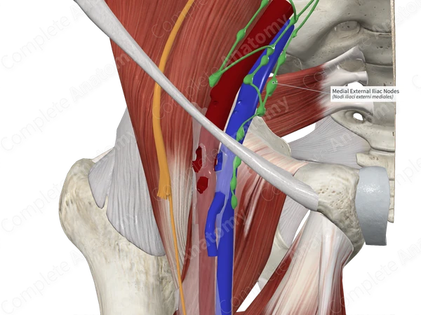 Medial External Iliac Nodes