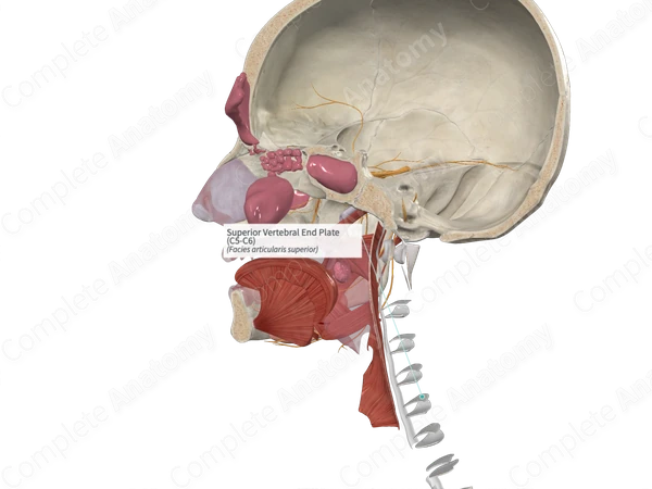 Superior Vertebral End Plate (C5-C6)