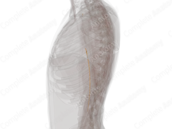 Muscular Branches of Musculocutaneous Nerve (Left)