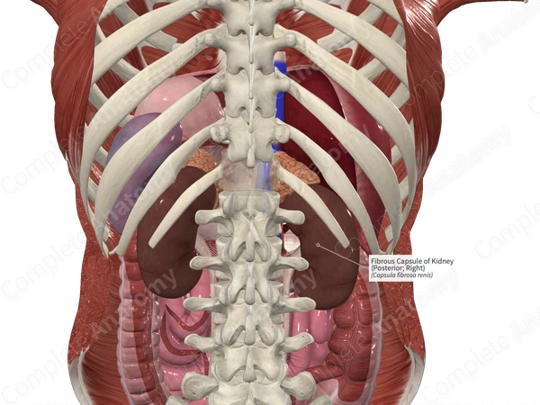Fibrous Capsule of Kidney (Posterior; Right)