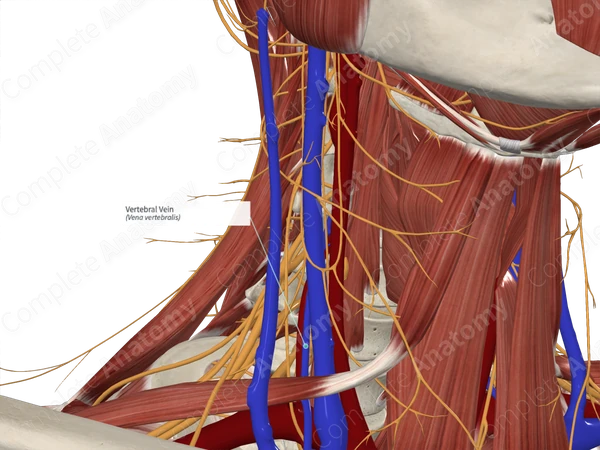 Vertebral Vein