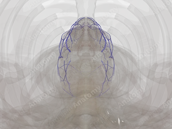 Veins of Face & Scalp