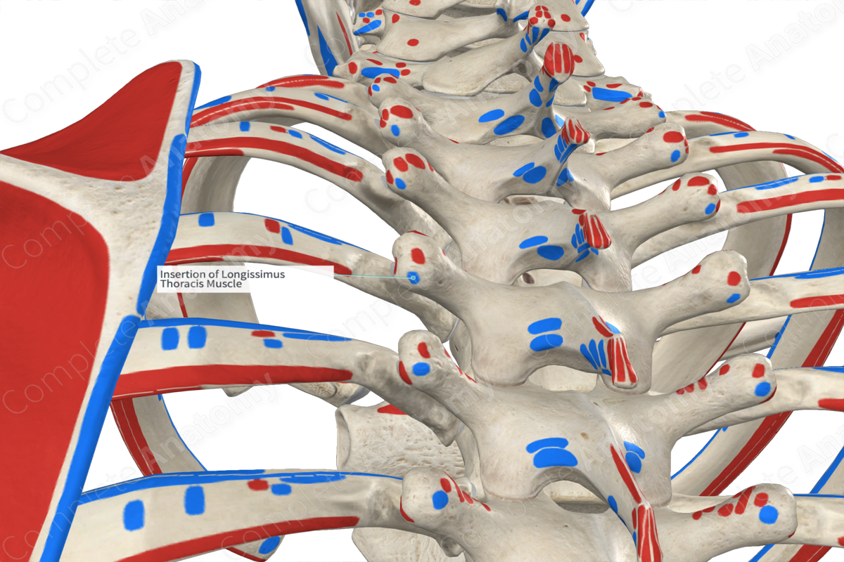 Insertion of Longissimus Thoracis Muscle