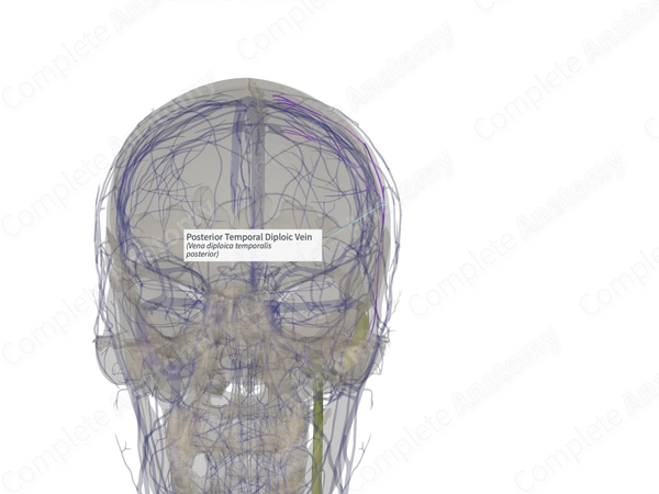 Posterior Temporal Diploic Vein (Right)