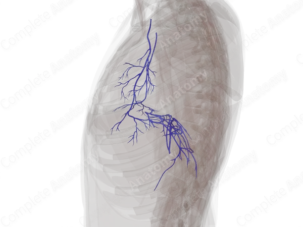 Veins of Respiratory Diaphragm