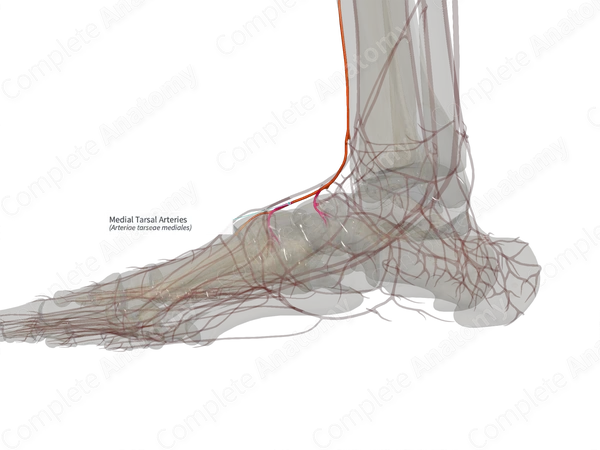 Medial Tarsal Arteries (Left)