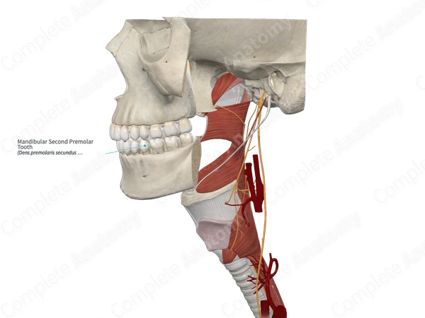 Mandibular Second Premolar Tooth 