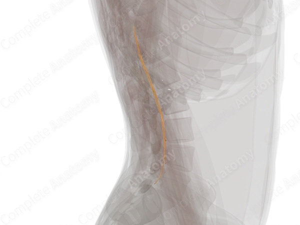 Anterior Roots of Lumbar Nerves (Left)