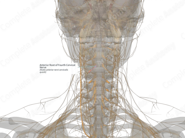 Anterior Root of Fourth Cervical Nerve (Left)