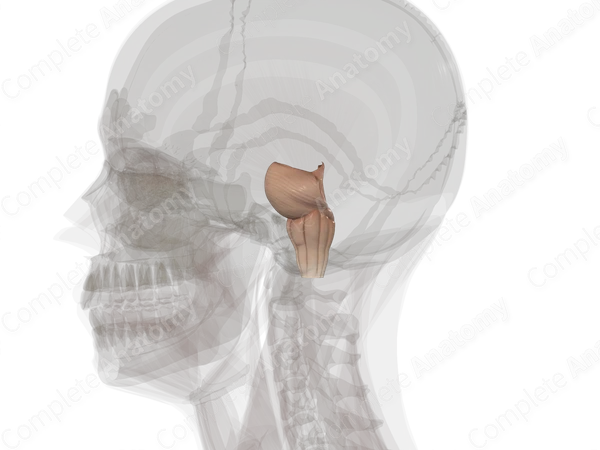 Brainstem