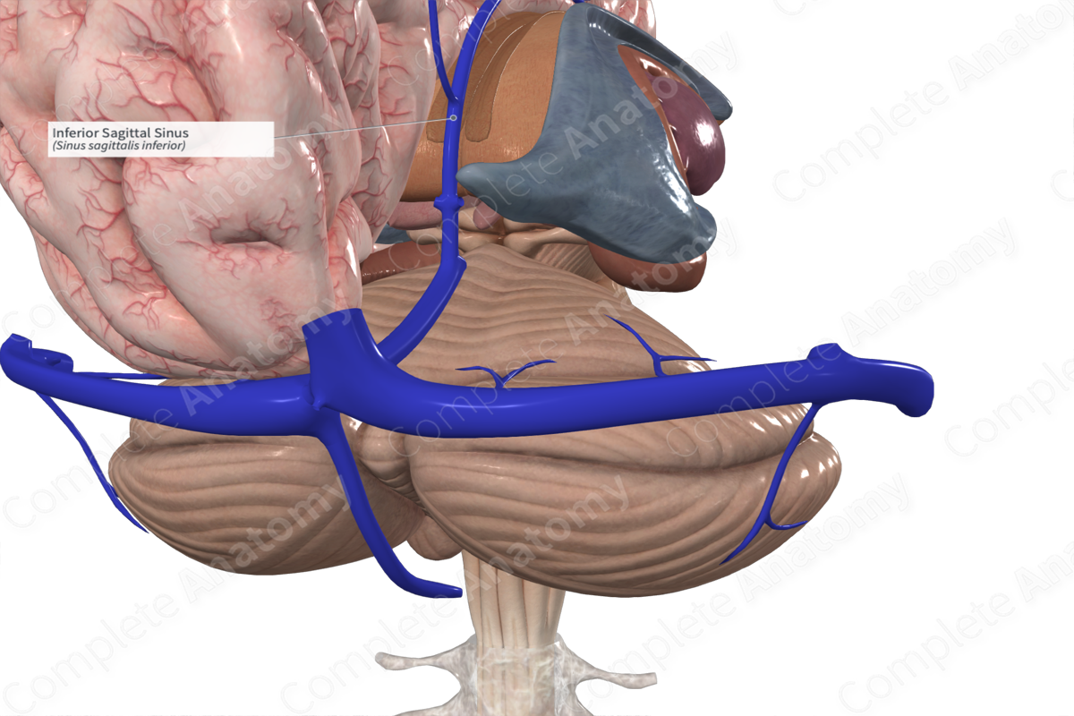 Nut für Sinus sagittalis superior