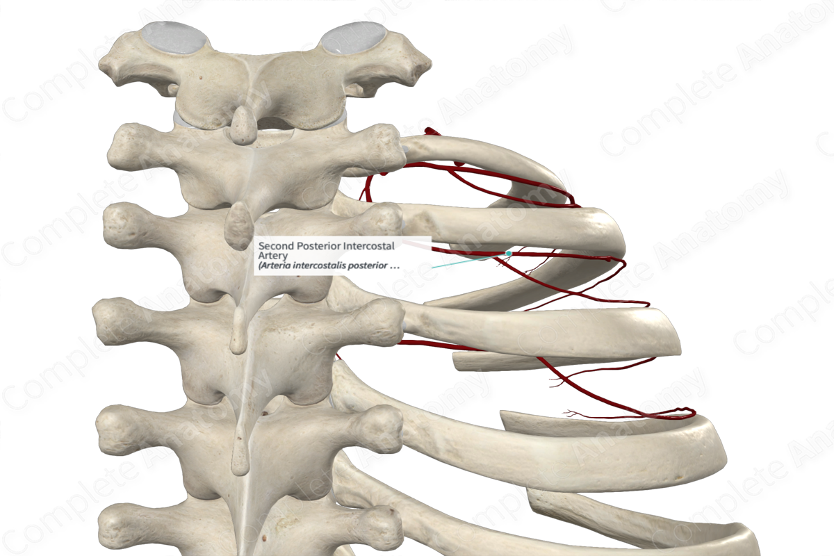 Second Posterior Intercostal Artery 