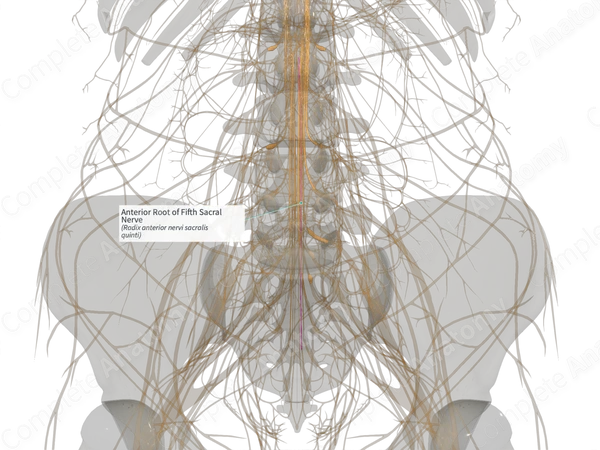 Anterior Root of Fifth Sacral Nerve (Left)