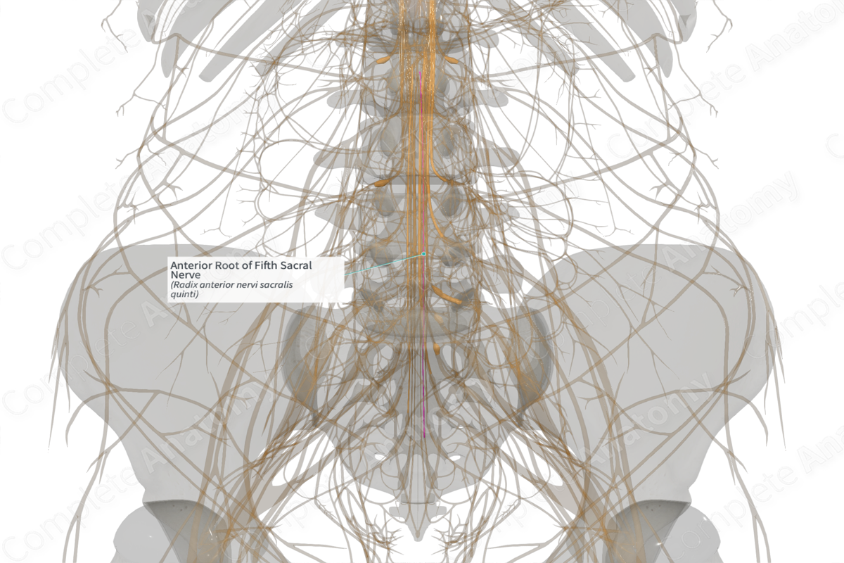 Anterior Root of Fifth Sacral Nerve (Left)