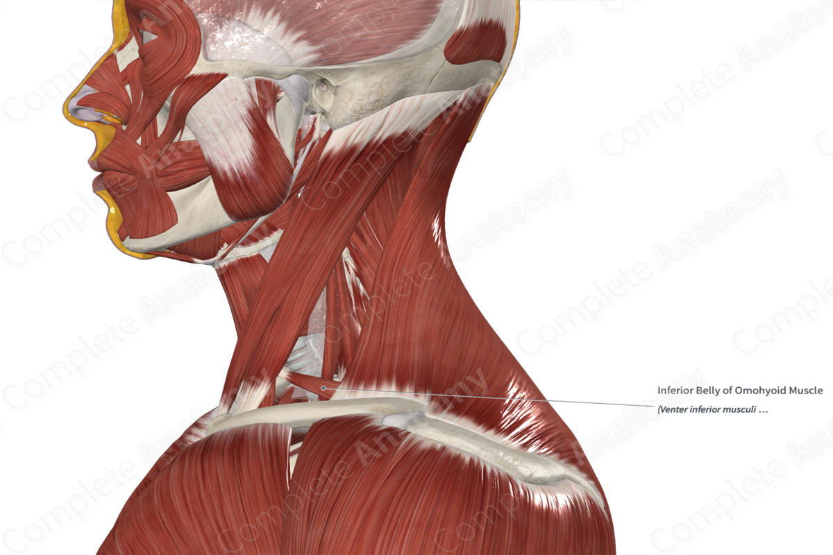 Inferior Belly of Omohyoid Muscle 