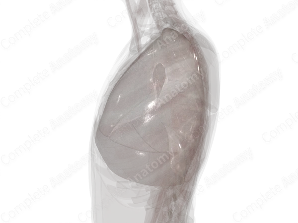 Pleura (Left Lung)