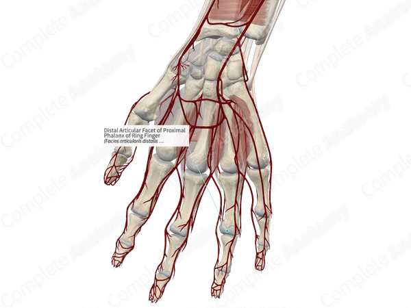 Distal Articular Facet of Proximal Phalanx of Ring Finger