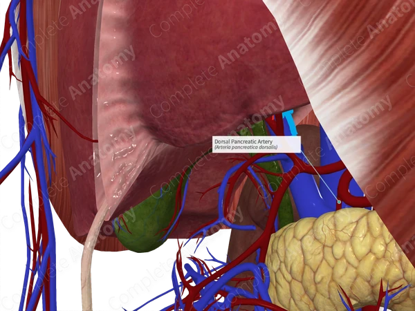 Dorsal Pancreatic Artery