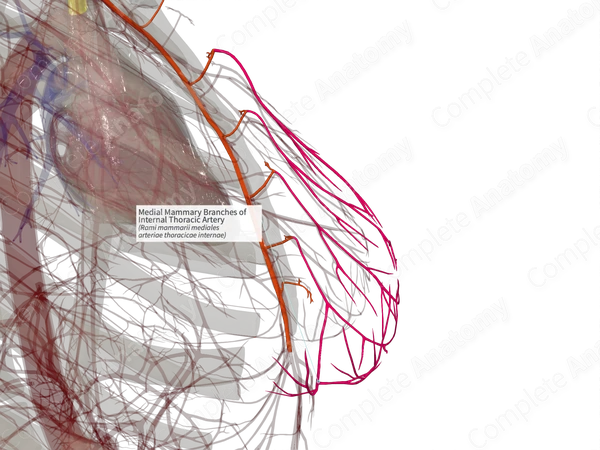 Medial Mammary Branches of Internal Thoracic Artery (Right)
