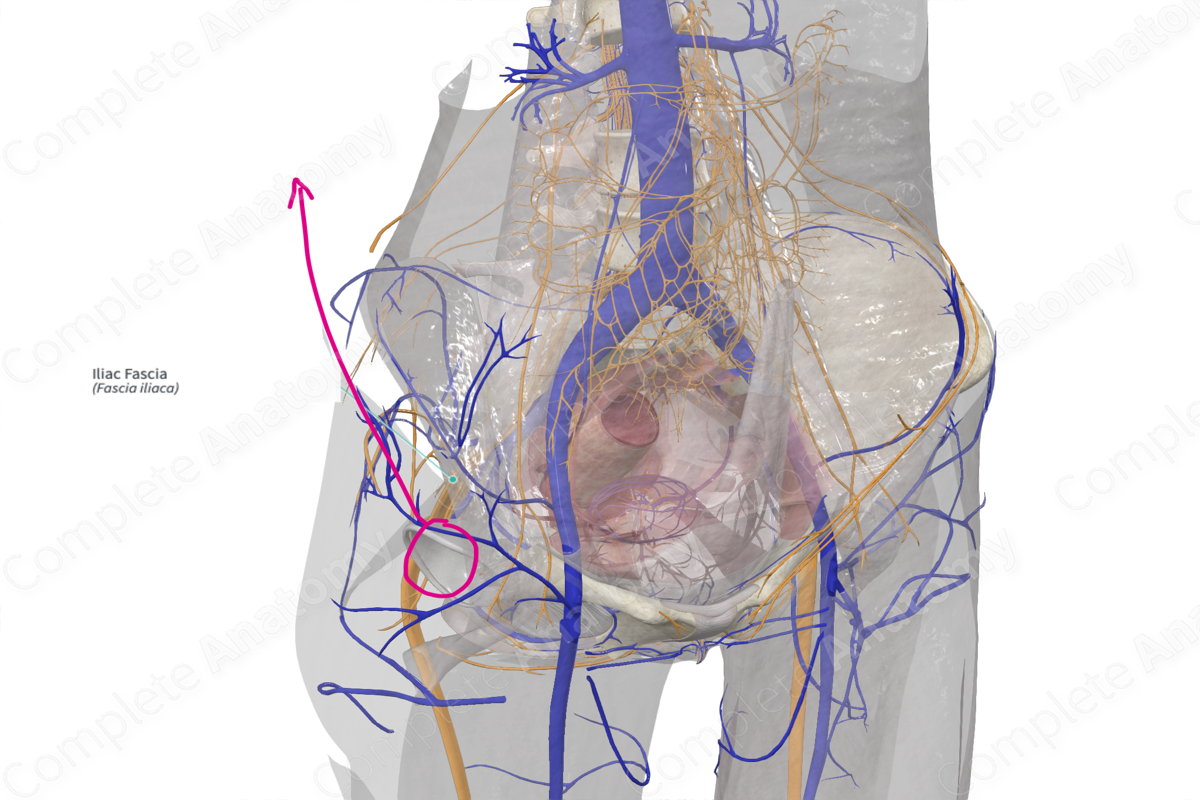 Iliac Fascia  Complete Anatomy