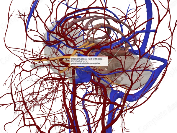 Inferior Cortical Part of Middle Cerebral Artery 