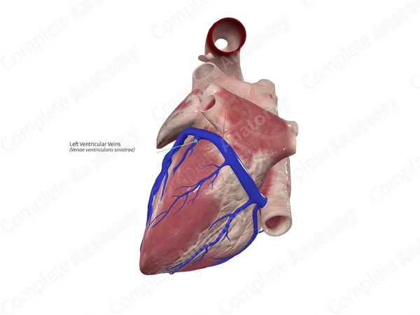 Left Ventricular Veins
