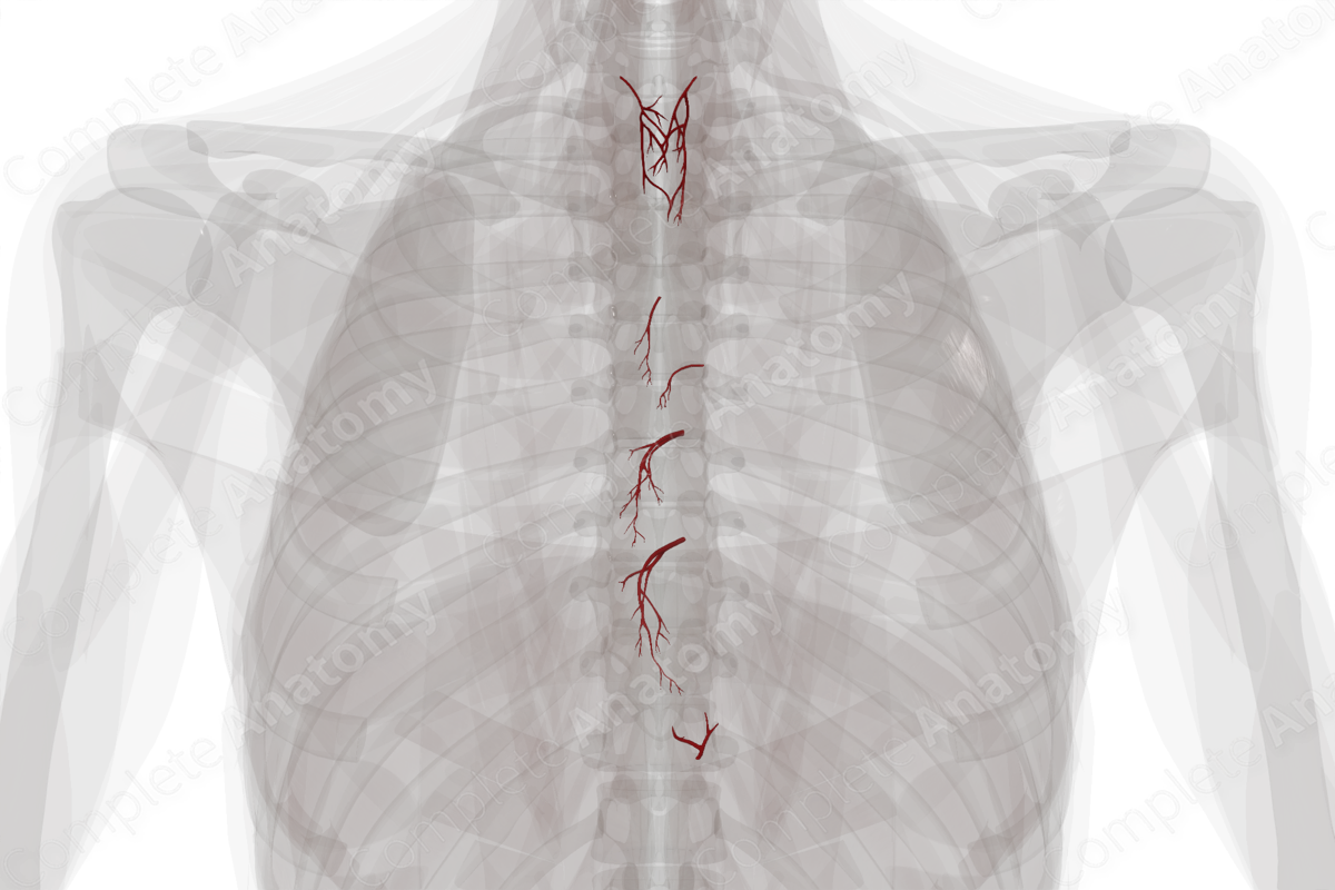 Arteries Of Esophagus | Complete Anatomy