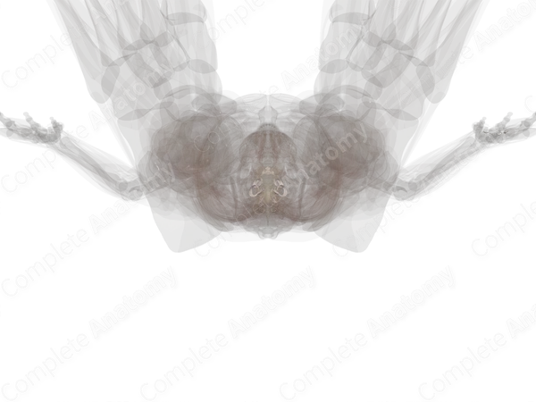 Synovial Joints of Vertebral Column