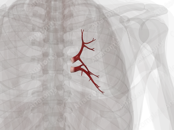Pulmonary Veins of Right Lung