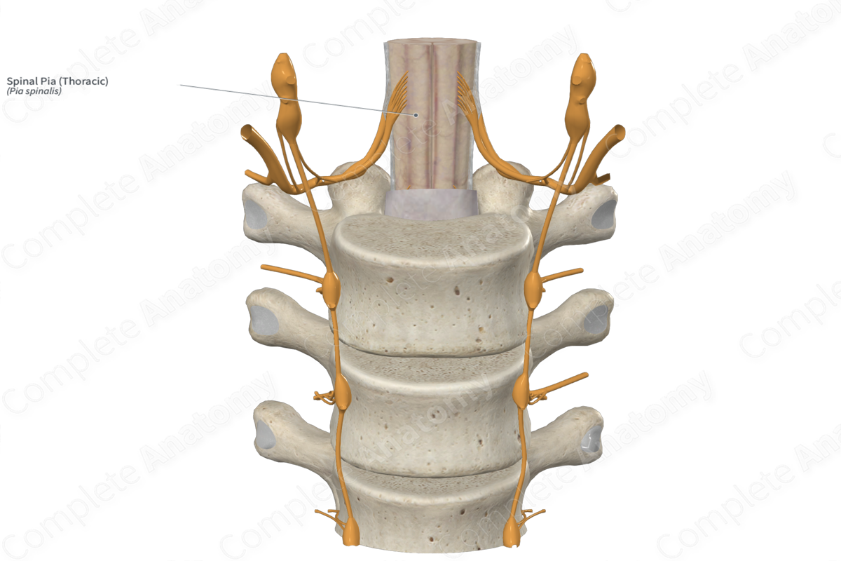 Spinal Pia (Thoracic)