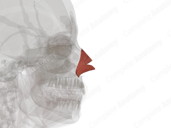Nasalis Muscle