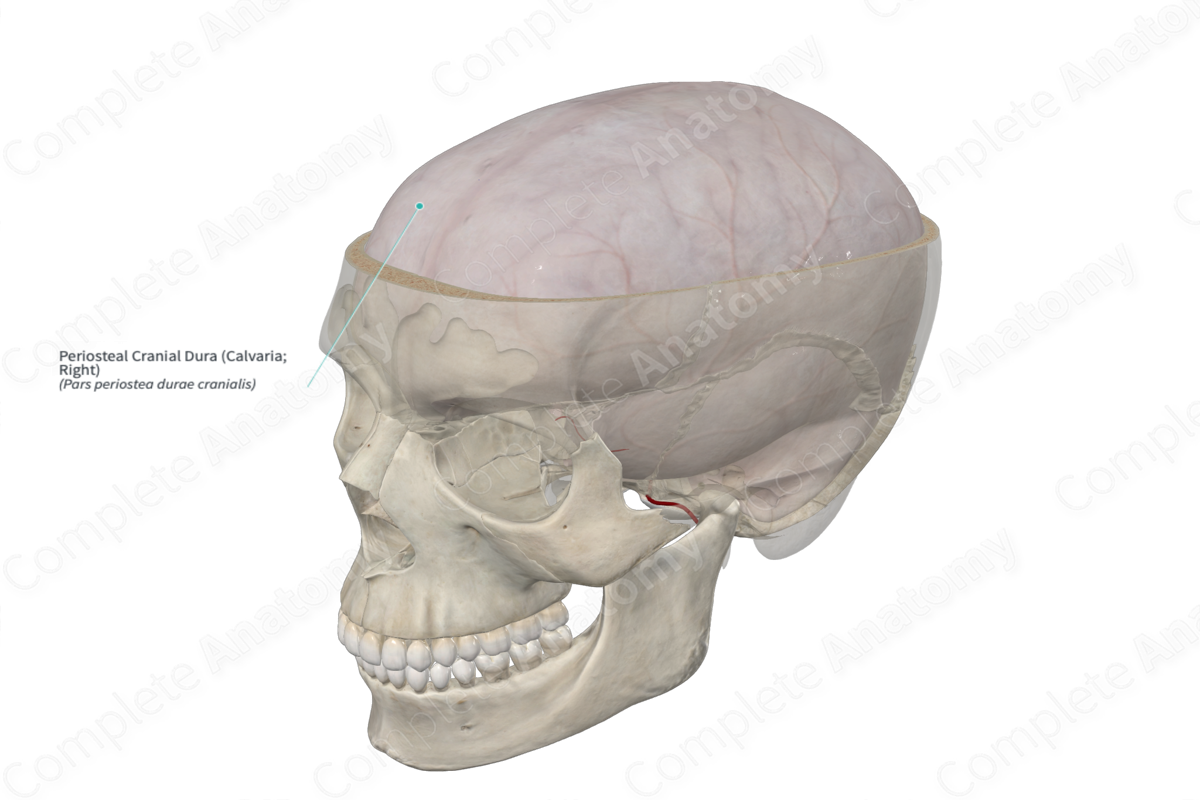Periosteal Cranial Dura (Calvaria; Left)