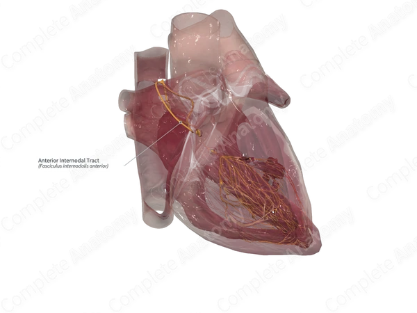 Intrical Part Anterior Internodal Tract | Complete Anatomy