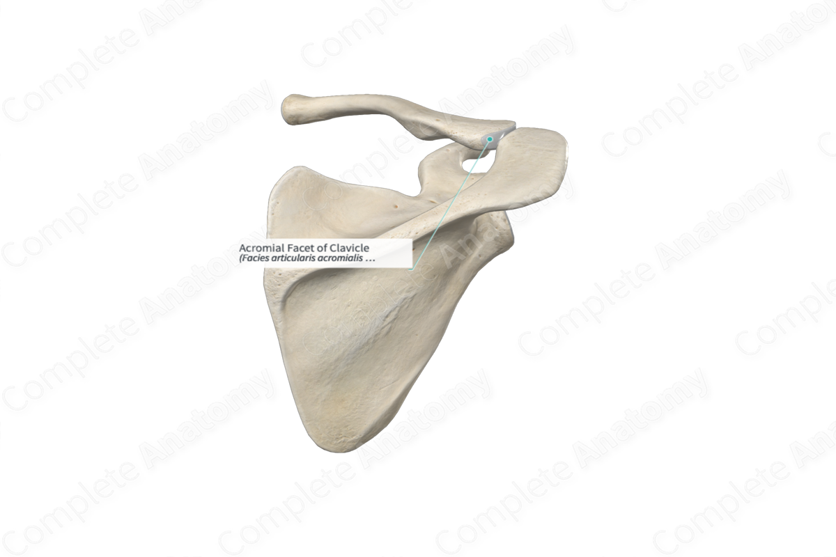 Acromial Facet of Clavicle 