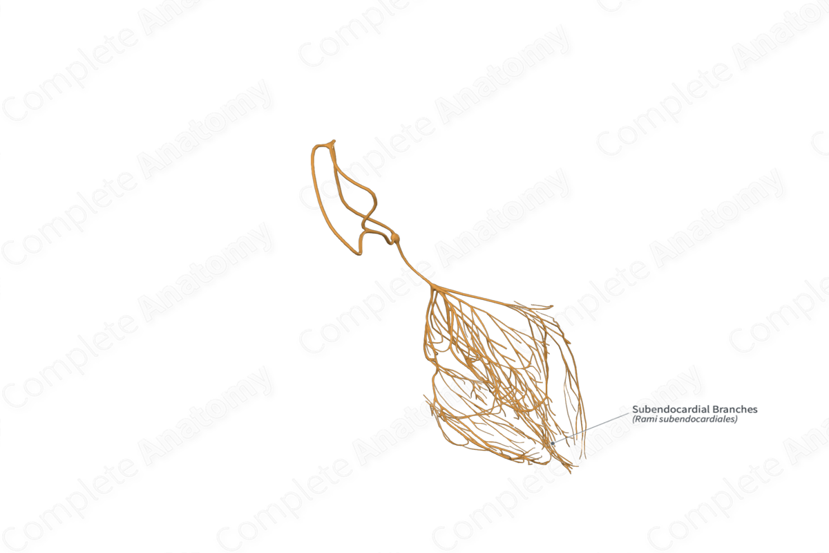 Subendocardial Branches 