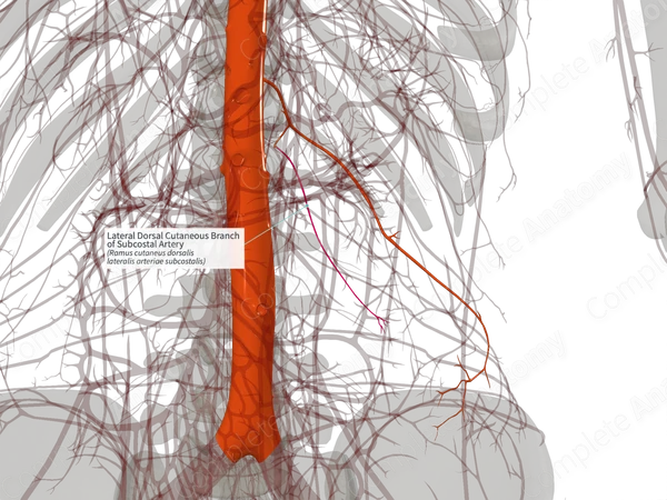Lateral Dorsal Cutaneous Branch of Subcostal Artery (Right)