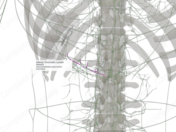 Inferior Pancreatic Lymph Vessels