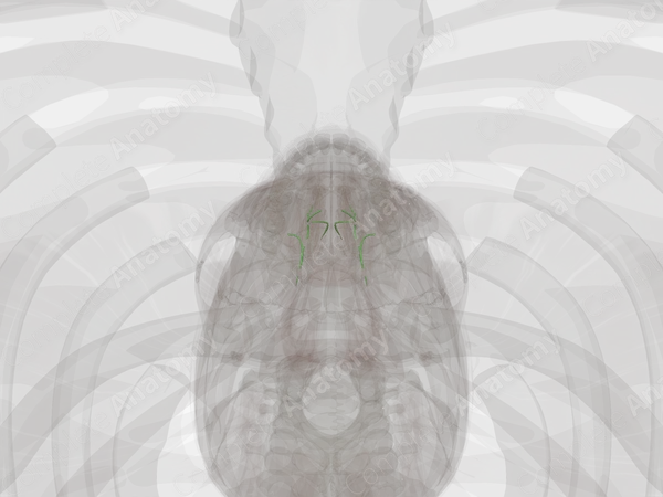 Lingual Lymph Vessels