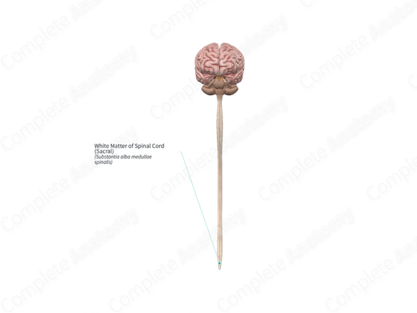 White Matter of Spinal Cord (Sacral)