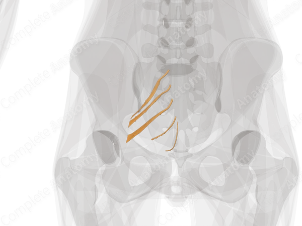 Anterior Rami of Sacral Nerves (Left)