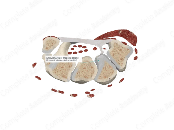 Articular Area of Trapezoid Bone