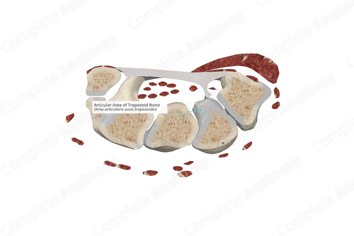 Articular Area of Trapezoid Bone 