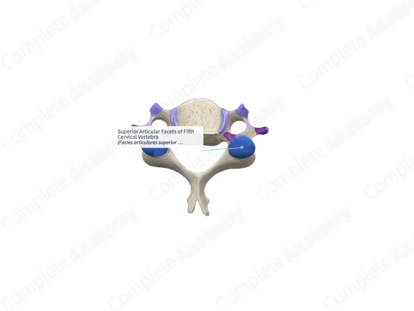 Superior Articular Facets of Fifth Cervical Vertebra