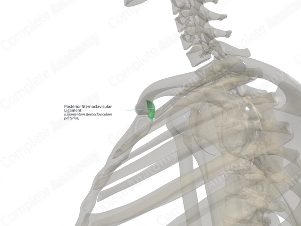 Posterior Sternoclavicular Ligament (Right)